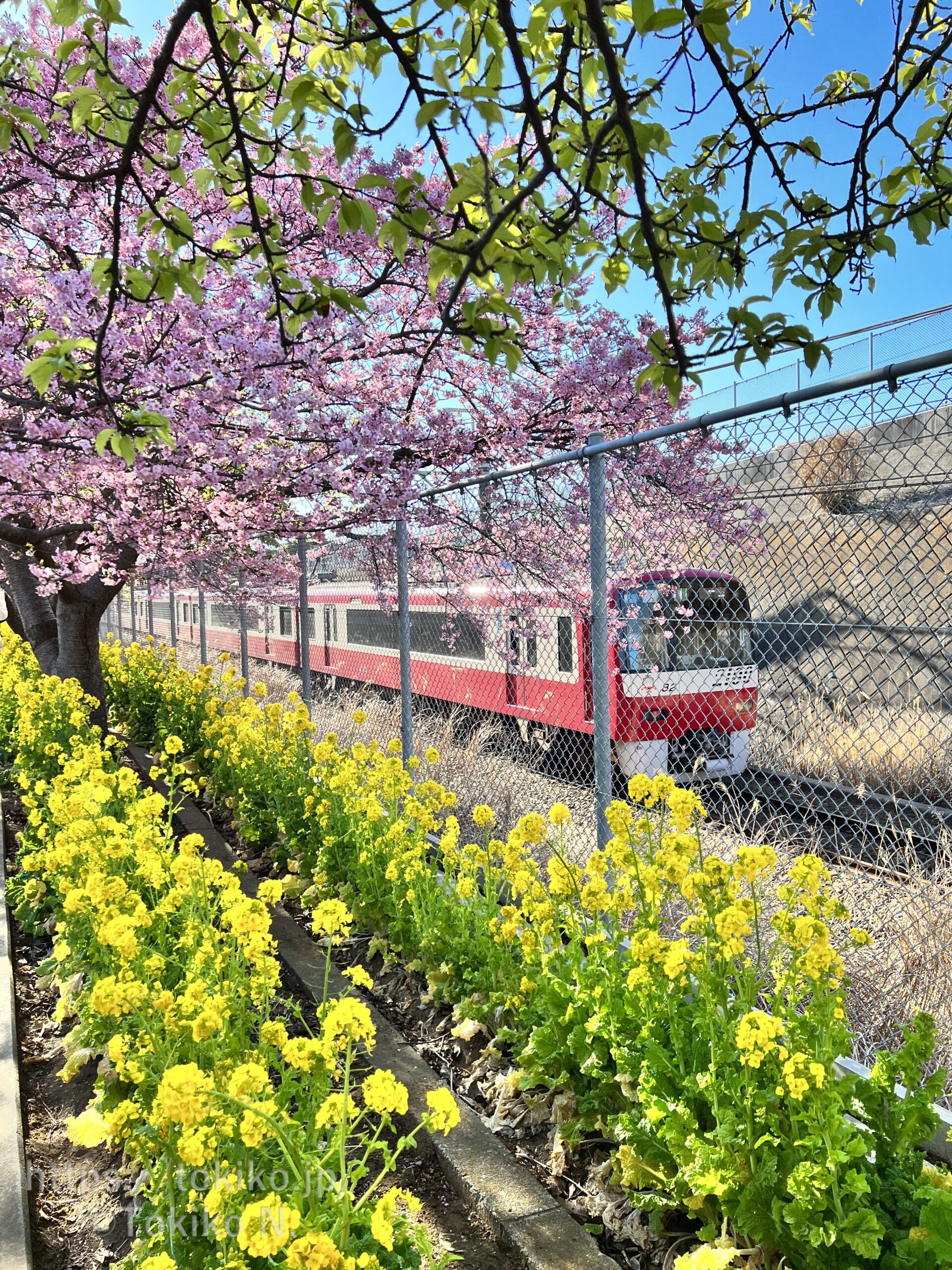 三浦海岸の河津桜と菜の花、京急線